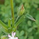 Silene apetala Mbuma