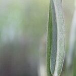 Crotalaria pilosa Blad