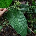 Psychotria micrantha Leaf