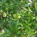 Searsia natalensis Leaf