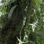 Aerangis gravenreuthii ফুল