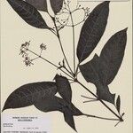 Psychotria conocarpa Otro
