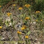 Inula helenioides Habitus