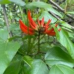 Erythrina variegata Floro