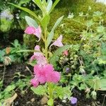 Impatiens balsamina Flor