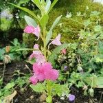 Impatiens balsamina Blomma