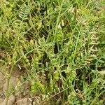 Vicia ervilia ശീലം