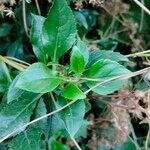 Ageratina ligustrina Leaf