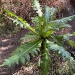 Sonchus canariensis Blatt