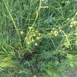 Seseli peucedanoides Flor