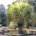 Butia yatay Habitat