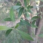 Maytenus boaria Hoja