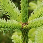 Abies lasiocarpa برگ