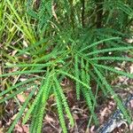 Acacia pentadenia Leaf