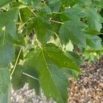 Acer rubrumLeaf