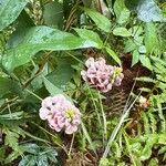 Apios americana Flor
