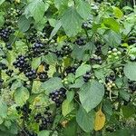 Solanum scabrum 果実