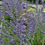 Salvia yangii Flower