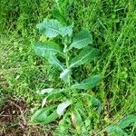 Lactuca virosa Hábito