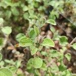 Cistus creticusFeuille