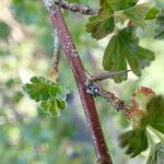 Ribes uva-crispa Ŝelo