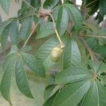 Vitex megapotamica Fruit