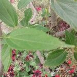 Malvaviscus arboreus Leaf