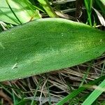 Swertia perennis Leaf