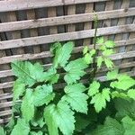 Actaea elata Leaf