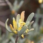 Neochamaelea pulverulenta Flower