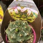 Gymnocalycium anisitsii Ліст