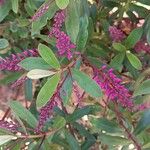 Veronica × andersonii Φύλλο