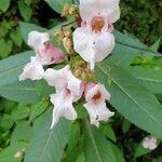 Impatiens glandulifera花