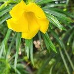 Cascabela thevetia Floare