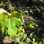 Vitis californica عادت داشتن