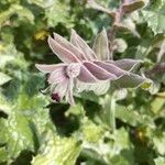 Nonea vesicaria Hoja