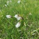 Eriophorum latifolium 花