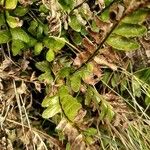 Asplenium marinum Leaf