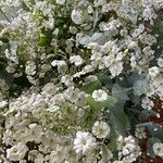 Gypsophila elegansFlors