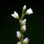 Persicaria poiretii Blüte