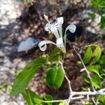 Humbertioturraea malifolia Flor
