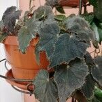 Begonia heracleifolia 叶