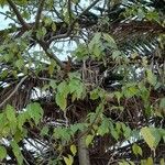 Celtis australis Habitatea