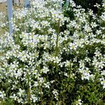 Cerastium tomentosum 花