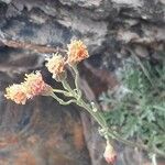 Jacobaea boissieri Maua