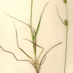 Carex hostiana Συνήθη χαρακτηριστικά