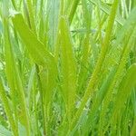 Euclidium tenuissimum Likasa