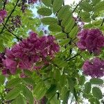 Robinia hispida Hoja