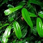 Cinnamomum verum 葉