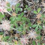 Trifolium stellatum पत्ता
